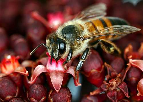 How to Reap the Fruits of Social Media Pollination