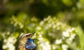 Is Your Online Marketing Strategy All Tweet and No Meat?